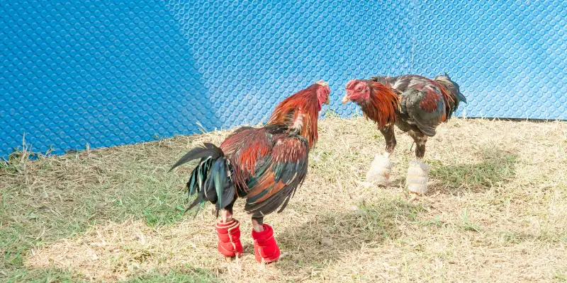 Đá gà 13WIN là gì và điều gì khiến nó trở thành xu hướng?